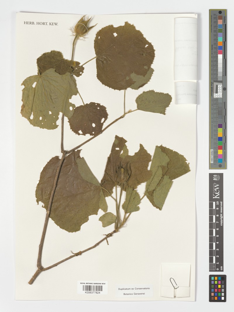 Hibiscus bernieri var. trichospermoides