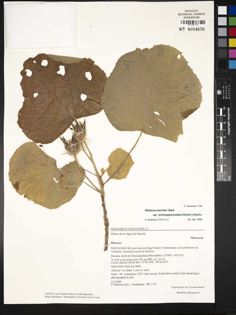 Hibiscus bernieri var. trichospermoides photo 2