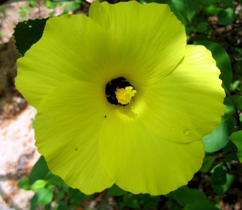 Hibiscus bernieri var. trichospermoides photo 3