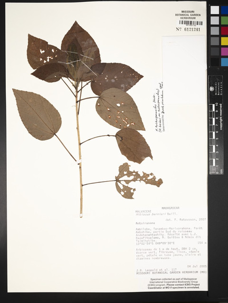 Hibiscus bernieri var. trichospermoides photo 4