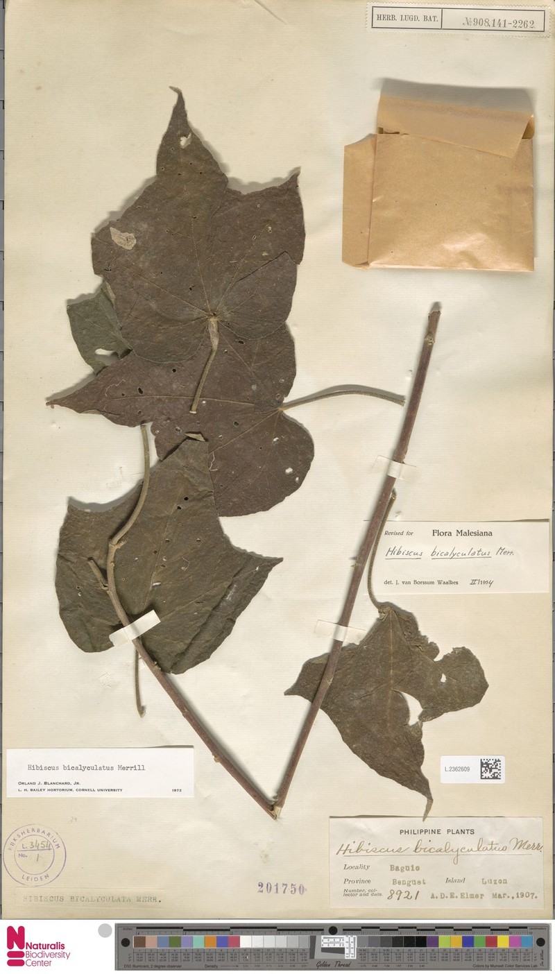 Hibiscus bicalyculatus