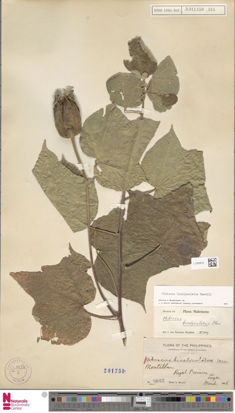 Hibiscus bicalyculatus photo 2