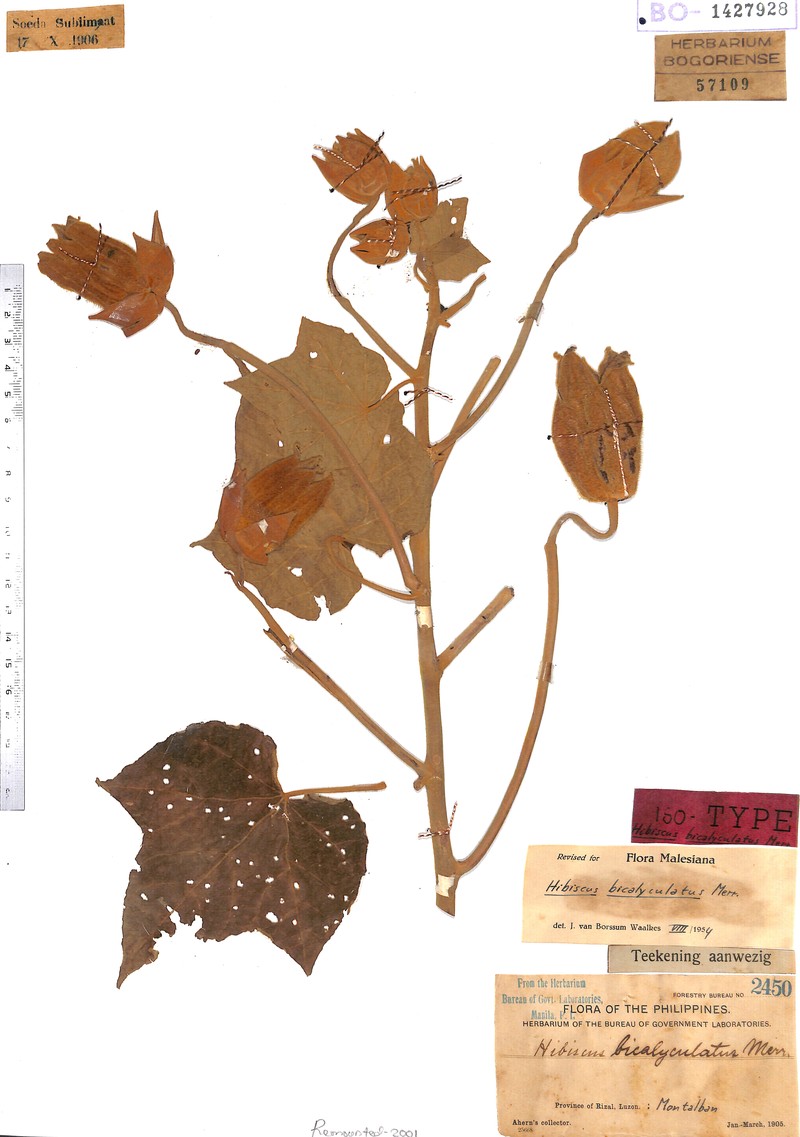 Hibiscus bicalyculatus photo 3