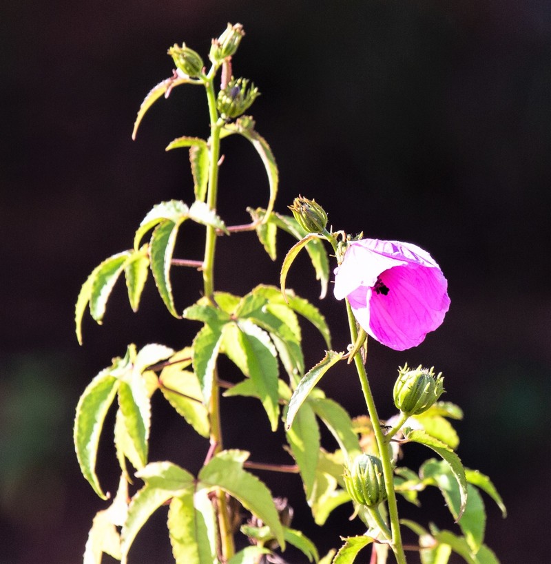 Fork-Bracted Rosemallow