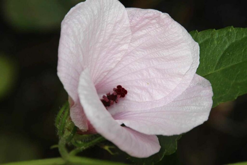 Fork-Bracted Rosemallow