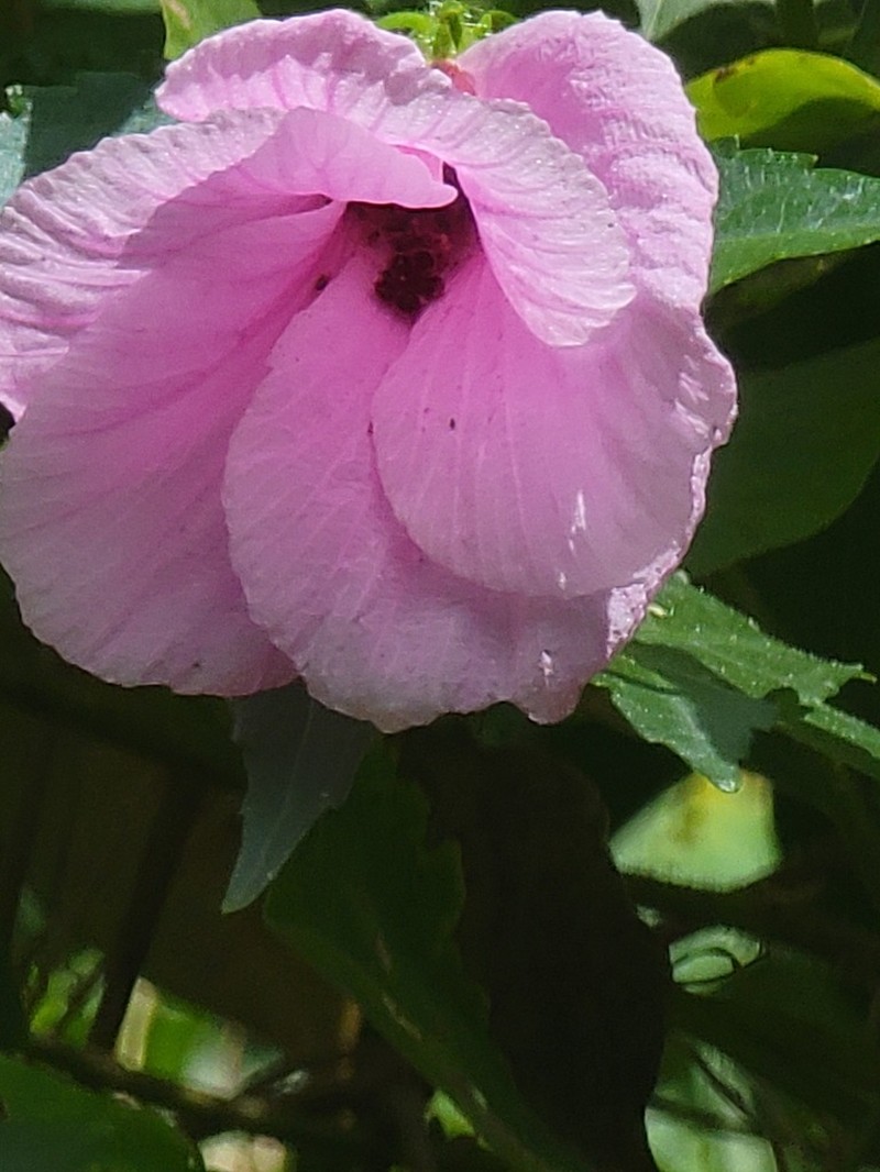 Fork-Bracted Rosemallow photo 2