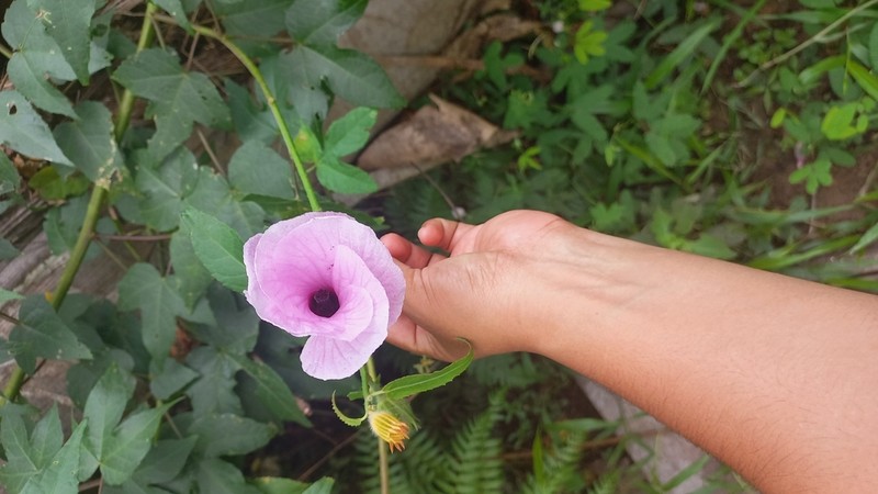Fork-Bracted Rosemallow photo 3