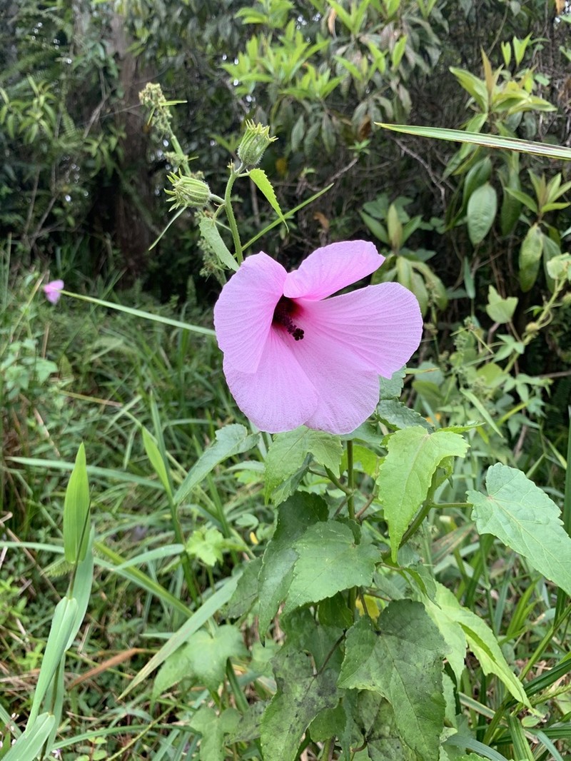 Fork-Bracted Rosemallow photo 4