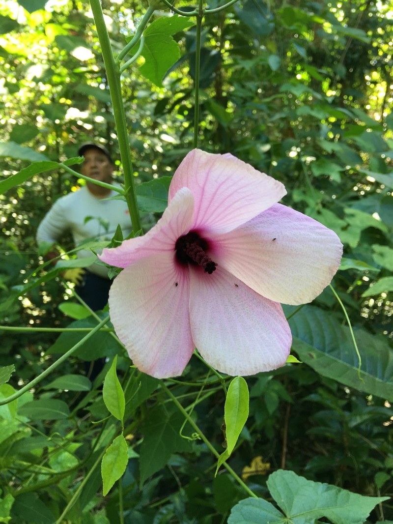 Fork-Bracted Rosemallow photo 6
