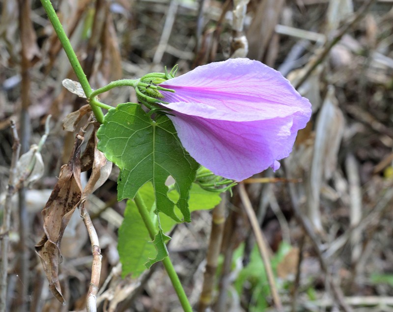 Fork-Bracted Rosemallow photo 7