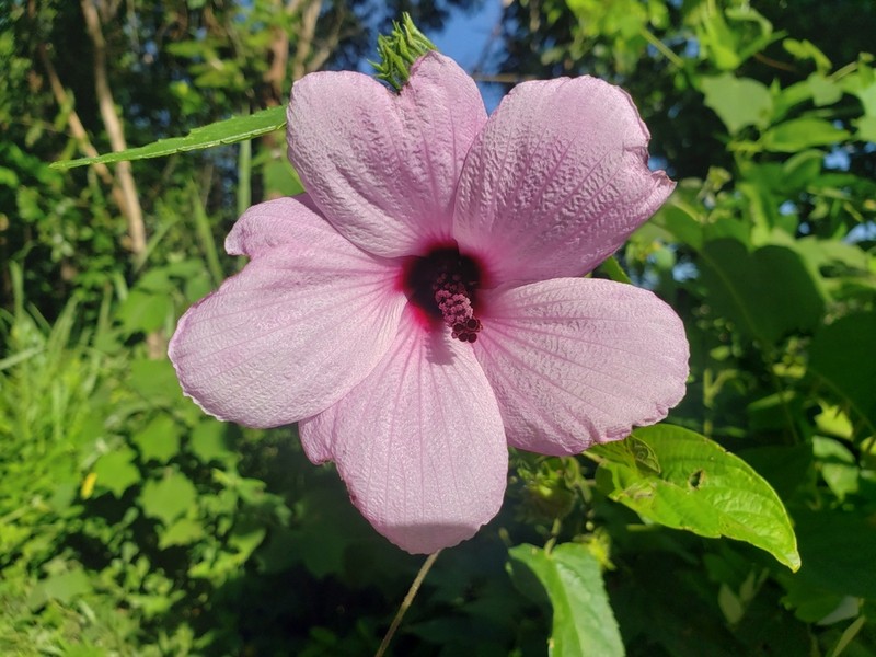Fork-Bracted Rosemallow photo 8