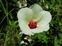 Arizona Rosemallow