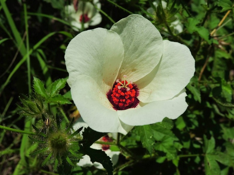 Arizona Rosemallow
