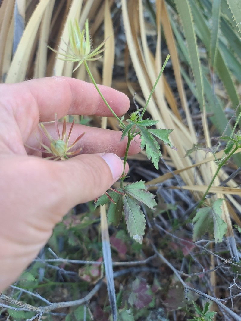 Arizona Rosemallow photo 2