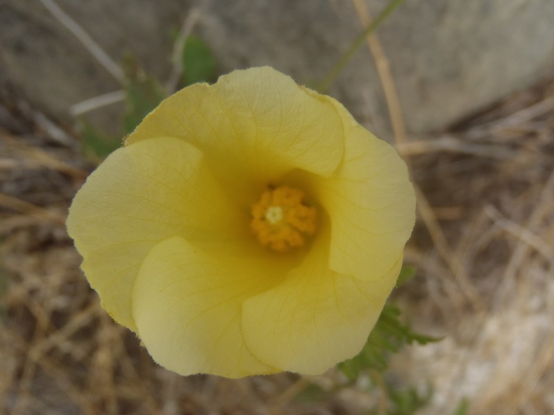Arizona Rosemallow photo 3