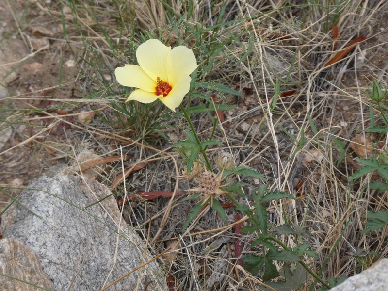 Arizona Rosemallow photo 4