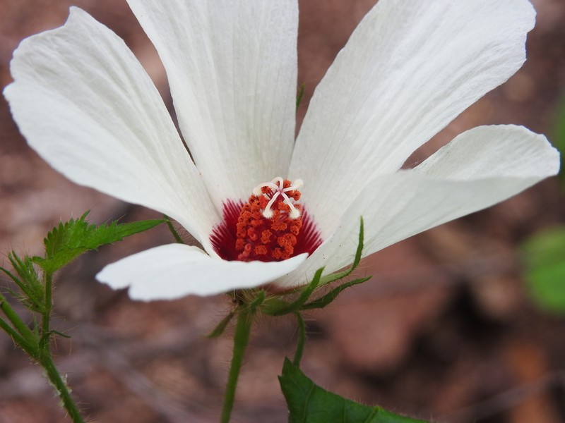 Arizona Rosemallow photo 5