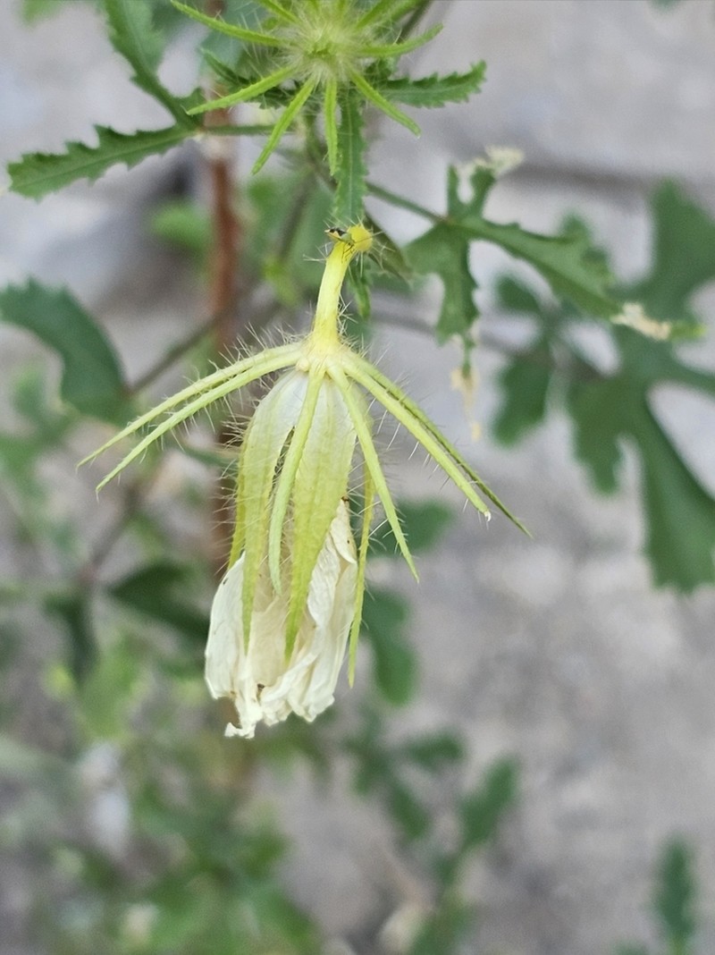 Arizona Rosemallow photo 6