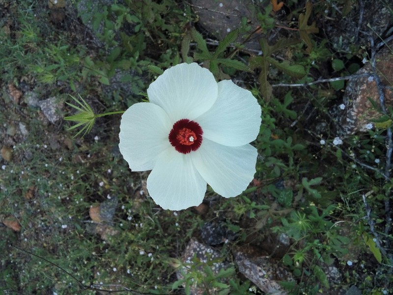 Arizona Rosemallow photo 7