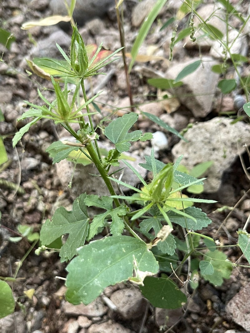 Arizona Rosemallow photo 8