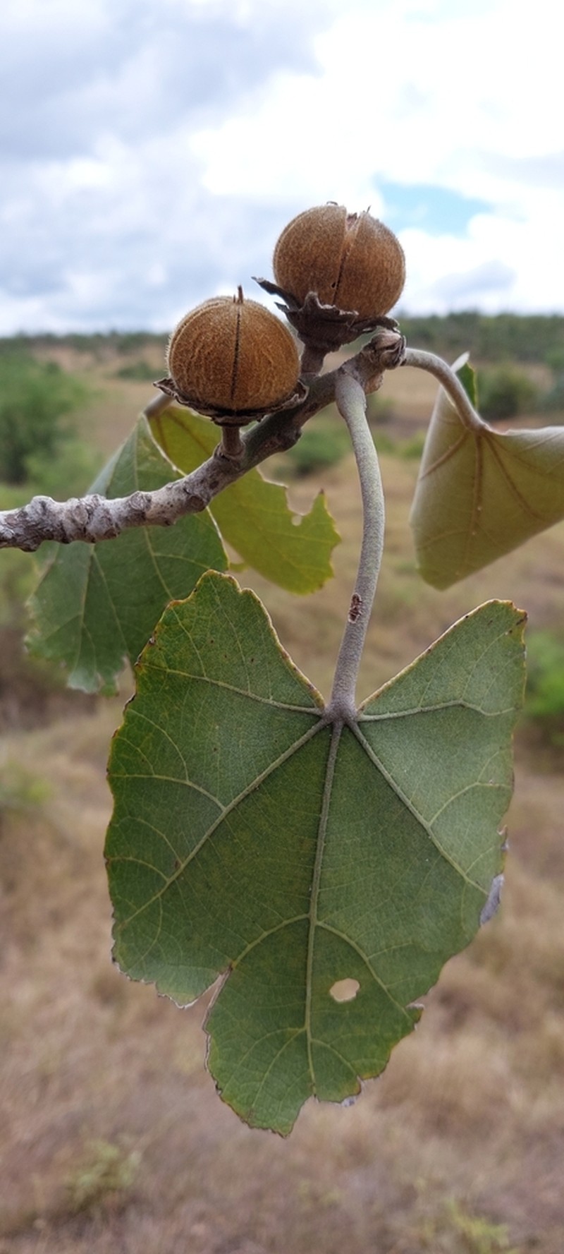 Hibiscus bojerianus