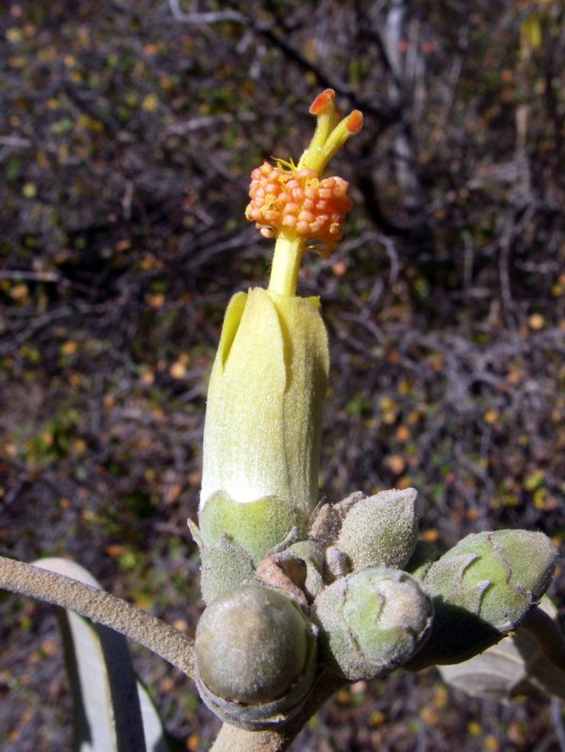 Hibiscus bojerianus photo 2