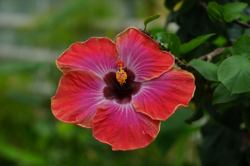 Hibiscus borealis