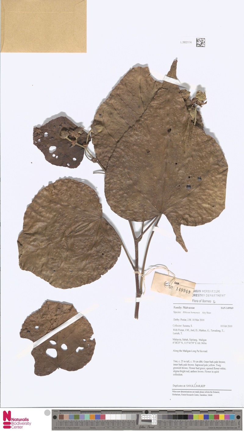 Hibiscus borneensis