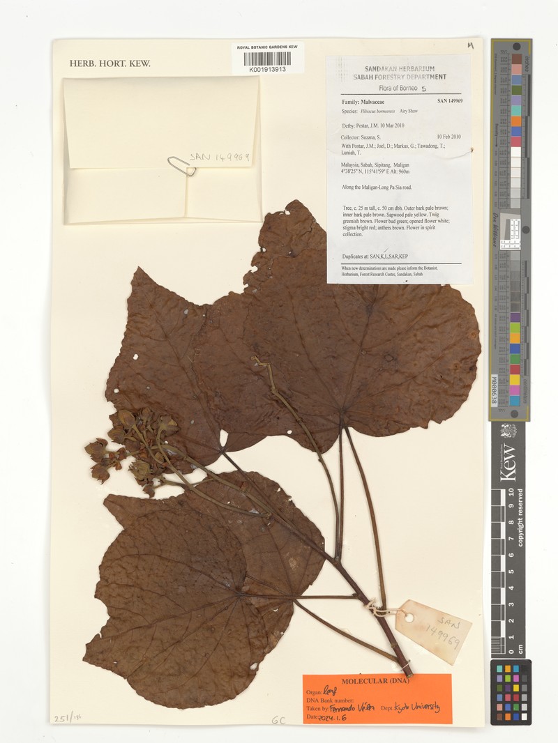 Hibiscus borneensis photo 2