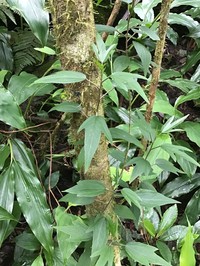 Hibiscus boryanus
