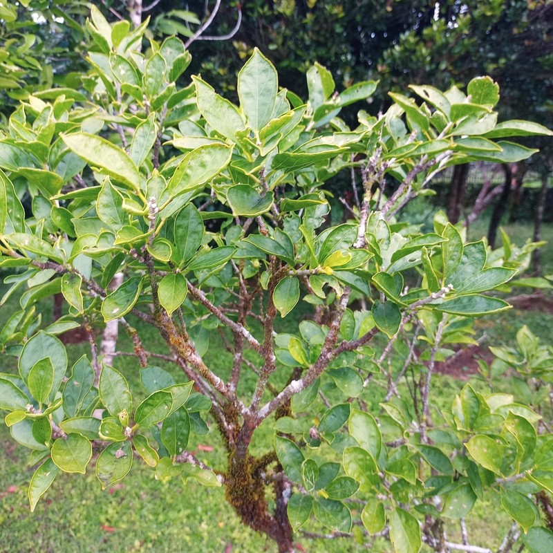 Hibiscus boryanus photo 2