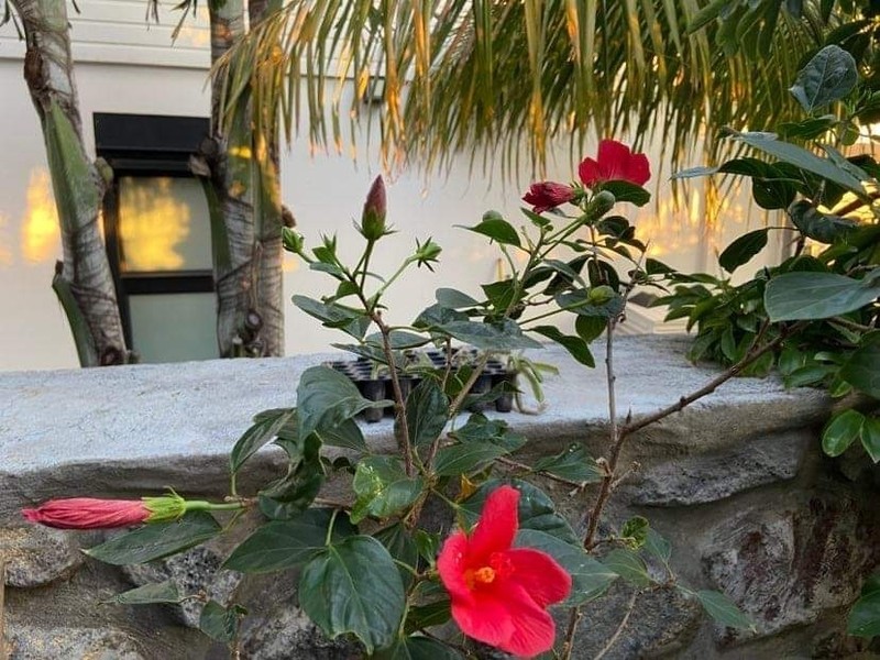 Hibiscus boryanus photo 3