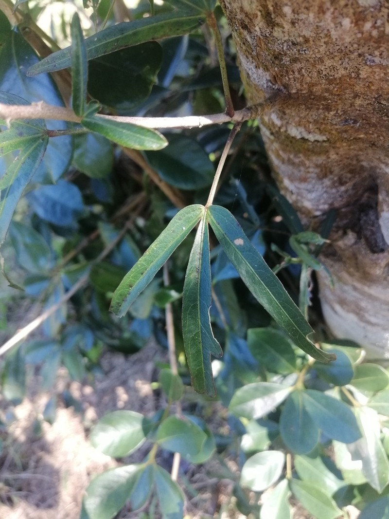 Hibiscus boryanus photo 4