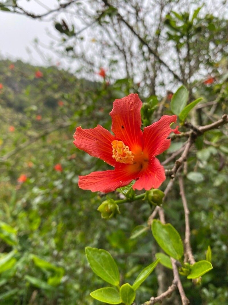 Hibiscus boryanus photo 5