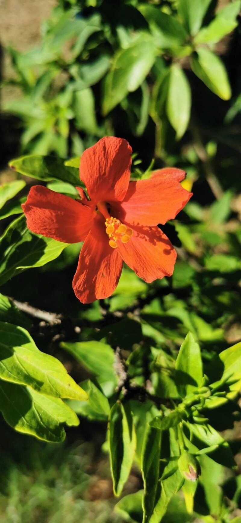 Hibiscus boryanus photo 6