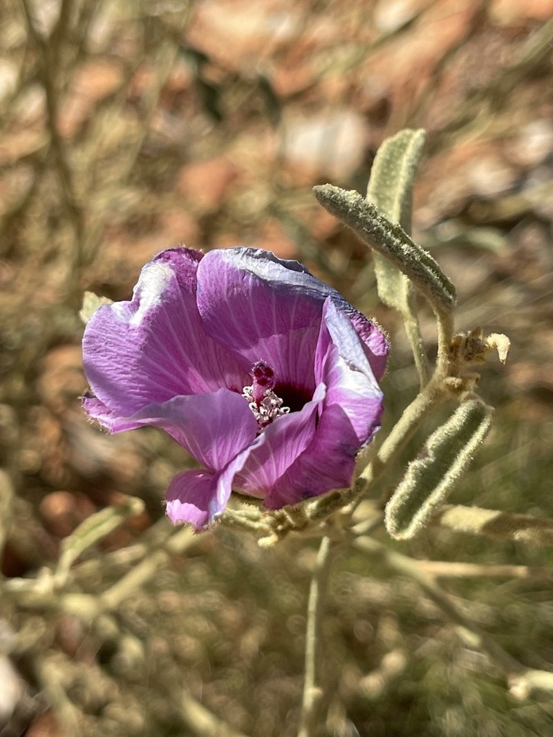 Hibiscus brachychlaenus photo 2