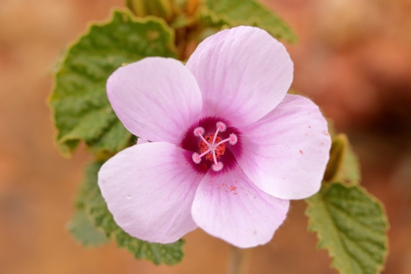 Hibiscus brachychlaenus photo 4