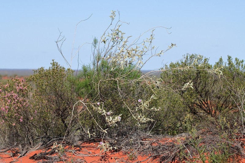 Hibiscus brachychlaenus photo 5