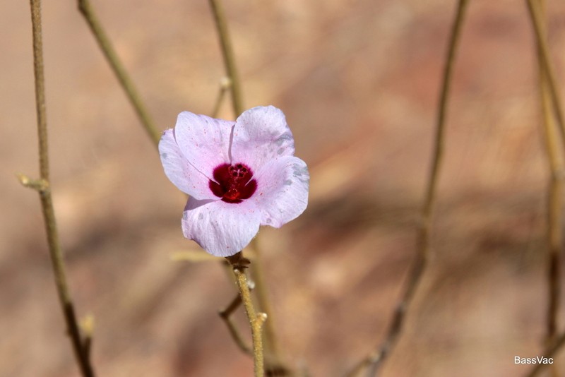 Hibiscus brachychlaenus photo 8