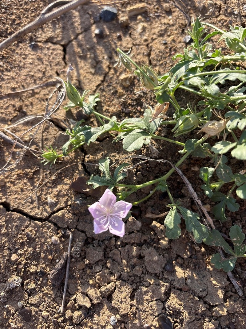 Hibiscus brachysiphonius photo 2