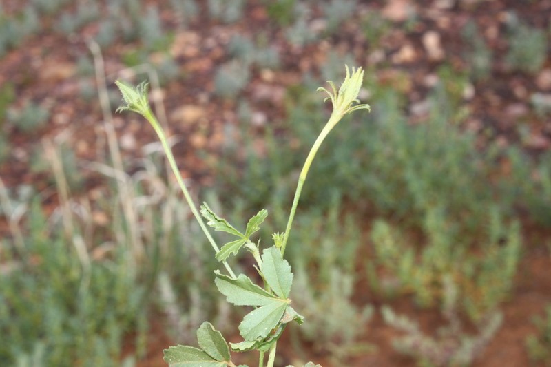 Hibiscus brachysiphonius photo 5