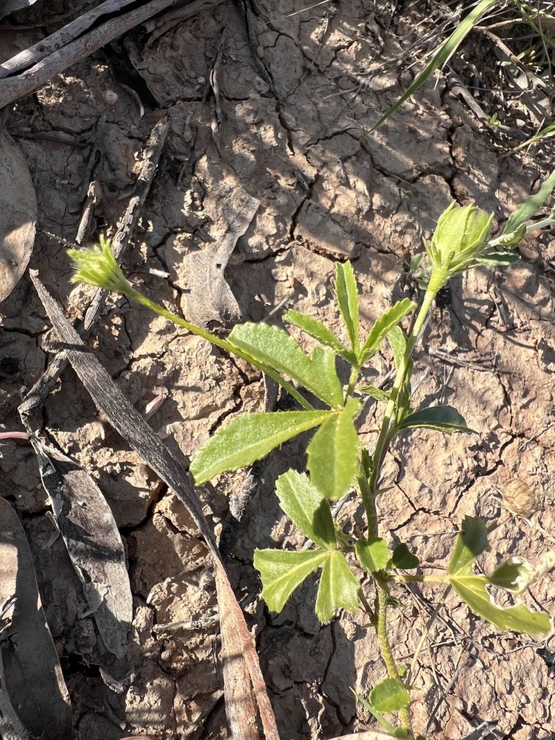Hibiscus brachysiphonius photo 7