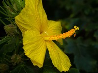 Brackenridge's Rosemallow