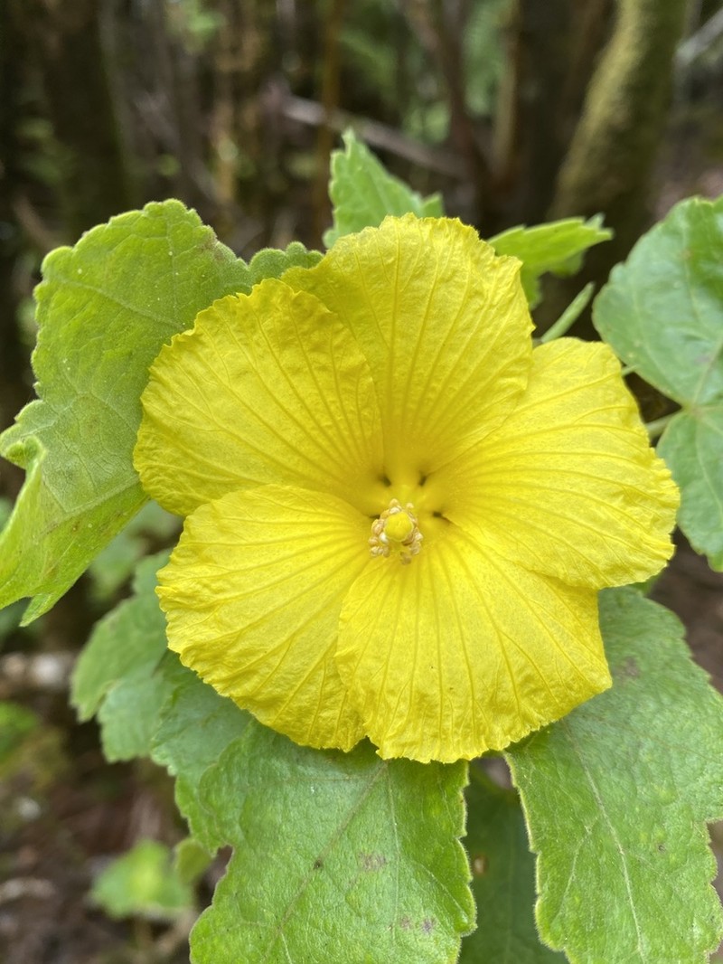 Brackenridge's Rosemallow photo 2