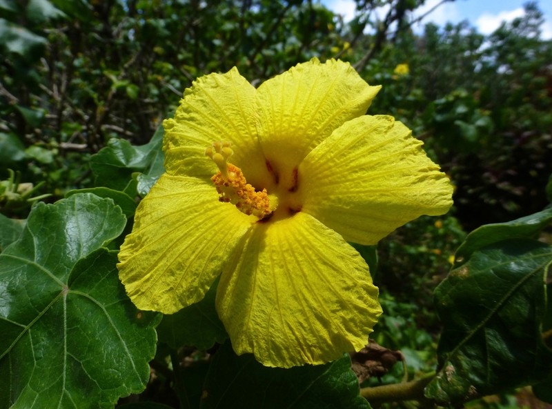 Brackenridge's Rosemallow photo 3