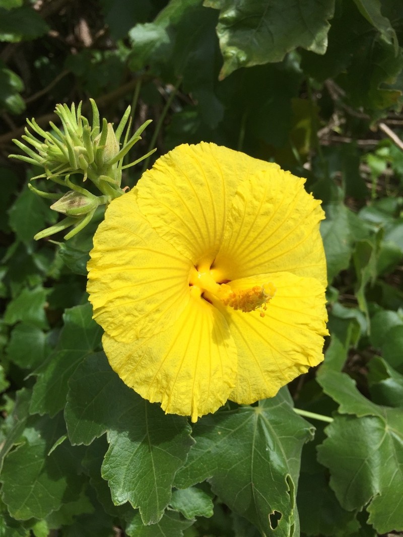 Brackenridge's Rosemallow photo 4