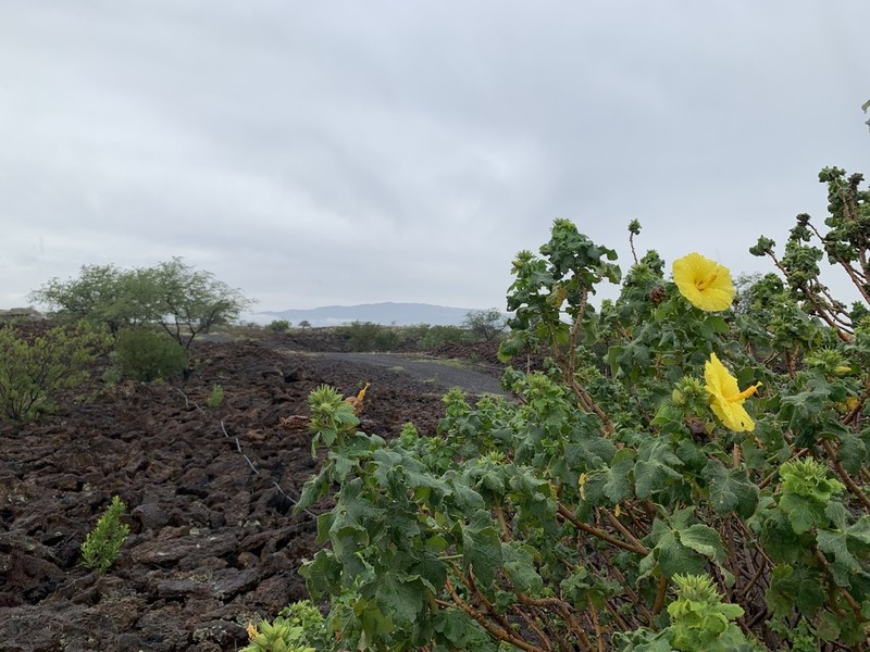 Brackenridge's Rosemallow photo 5