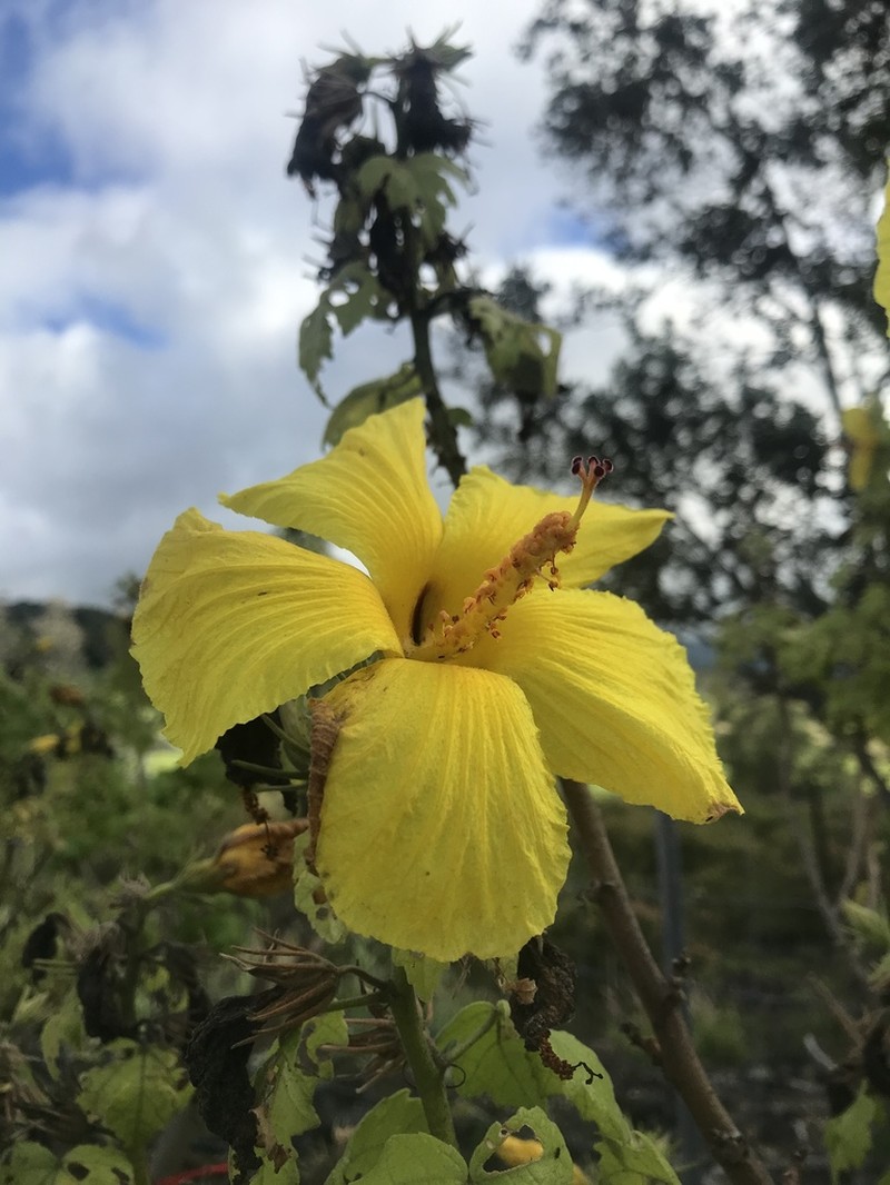 Brackenridge's Rosemallow photo 6