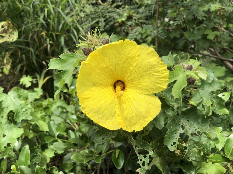 Brackenridge's Rosemallow photo 7