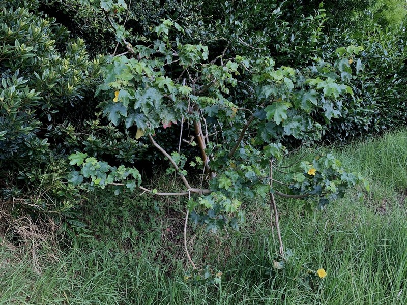Brackenridge's Rosemallow photo 8
